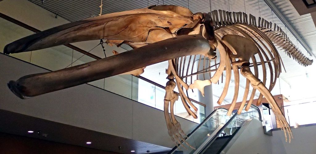 Whale Songs Are Becoming a Measure of Ocean Health A whale's tail above the ocean surface